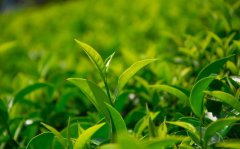 【减肥茶】美容减肥茶有哪些？饮用美容减肥茶有哪些注意事项？减肥小知识