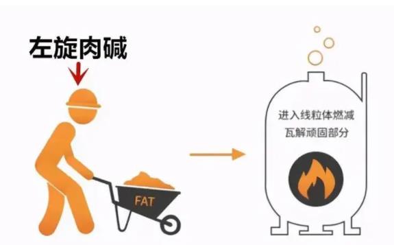 左旋肉碱减肥产品有哪些