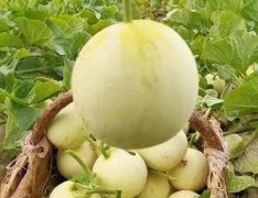 夏天吃什么水果好？吃水果的好处是什么！