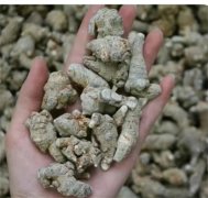 田七的功效与作用及使用方法?小小田七浑身是宝！