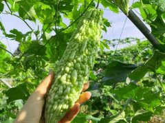 苦瓜怎么做才能没有苦味?内附详细的做法！