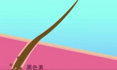吃什么能激活头发毛囊黑色素？真的能让黑发重生吗？