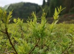 莓茶的功效和作用有哪些？帮助身体更健康！