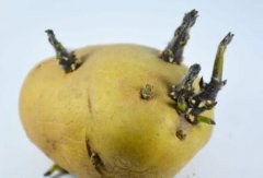 土豆发芽了还可以吃吗？