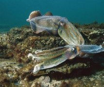 乌贼有哪些营养？